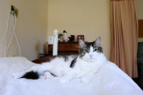 pbase full Oscar on the bed July 5 2009 _DSC5625.jpg