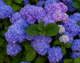 pbase snowballs on  June 22 2010 1 of 1.jpg