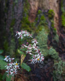 pbase Squam Lake Minary Center September 13 2010 1 of 1.jpg