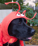 pbase moki Halloween  no 3 October 31 2010 1 of 1.jpg