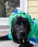 pbase Java Halloween  no 8 October 31 2010 1 of 1.jpg