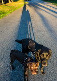 First rays and dog walking  September 16 2012 day 71.jpg