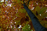 Under The Dappled Tree