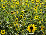 Lots of sunflowers