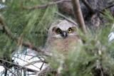 Fledgling Great Horned Owl