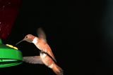 flight fight