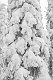 DSC_2401a.JPG