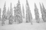 DSC_2413a.JPG