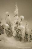 DSC_2427a.JPG