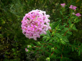 Pretty in pink, Cape Naturaliste