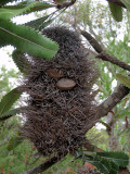 Woolly banksia