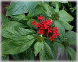 Pentas, just getting started.