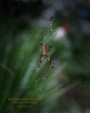 Golden Silk Spider