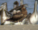 Brown Booby