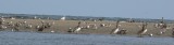 Glaucous Gull and Brown Booby