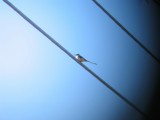 Scissor-tailed Flycatcher