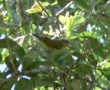 Yellow-green Vireo