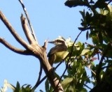 Great Kiskadee