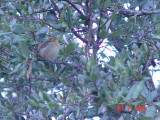 Worm-eating Warbler