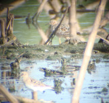 Buff-breasted (above) and Bairds Sandpipers