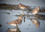 Bairds and Least Sandpipers