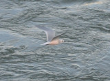 Rosss Gull - spreadwing