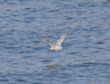 Thayers Gull-flight