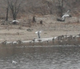 Lesser Black-backed Gull- Manhattan, KS