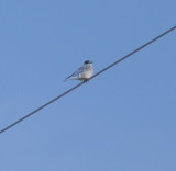 Mountain Bluebird