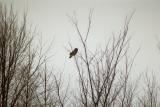 Great Gray Owl-Ile Bizard, QC 1/22/05