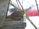 Western Tanager