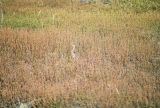 Upland Sandpiper returns home:4/30/06