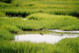 Black-tailed Godwit