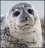 Harbour Seal / Gewone Zeehond