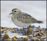 Golden Plover / Goudplevier