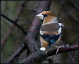 Hawfinch / Appelvink