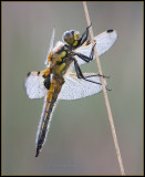 Four Spotted Chaser / Viervlek