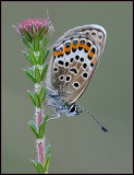 Silver-studded Blue / Heideblauwtje