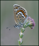 Silver-studded Blue / Heideblauwtje