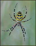 Wasp Spider / Tijgerspin