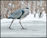 Blue Heron / Blauwe Reiger