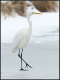 Great White Egret / Grote Zilverreiger