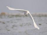 Great White Egret / Grote Zilverreiger / Casmerodius albus