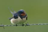 Barn Swallow / Boerenzwaluw / Hirundo rustica