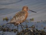 Bar-tailed Godwit / Rosse Grutto