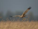 Marsh Harrier / Bruine Kiekendief