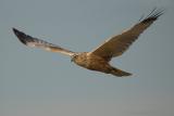 Marsh Harrier / Bruine Kiekendief