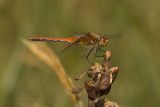 Yellow-winged Darter / Geelvlekheidelibel