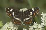 Map Butterfly / Landkaartje