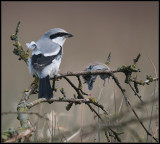 Great Grey Shrike / Klapekster